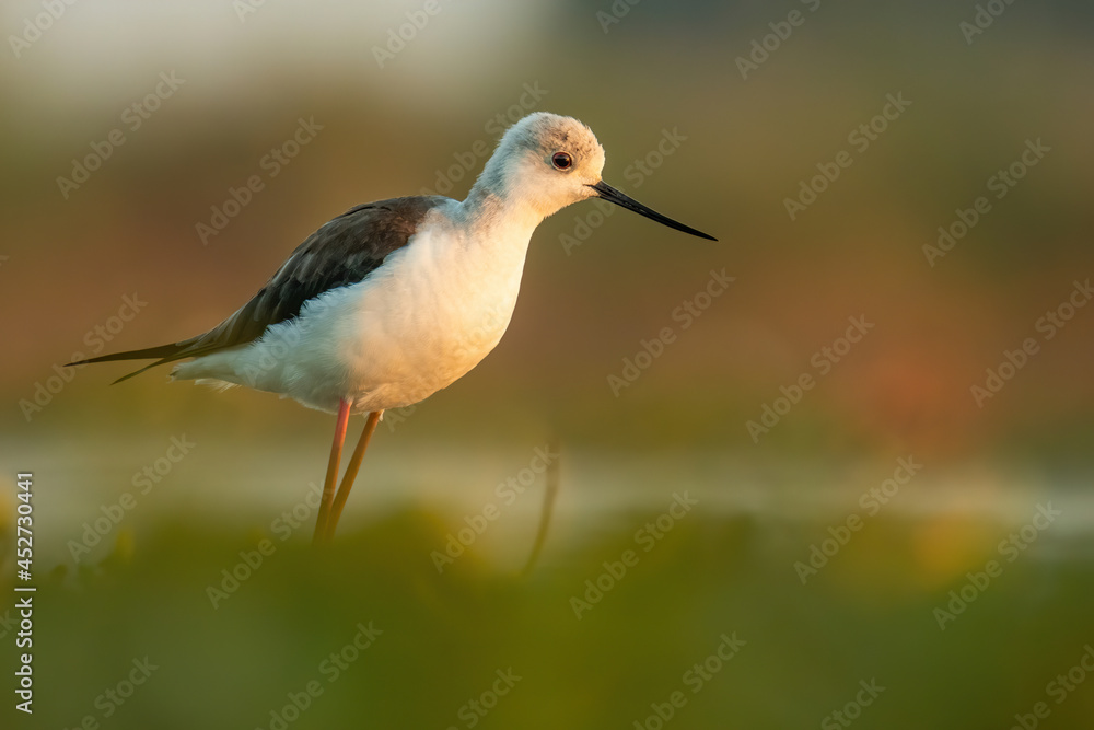 Black-winged stilt (Himantopus himantopus), with beautiful orange background. Colourful shorebird with white and black feathers in the lake. Wildlife scene from nature, Hungary Black-winged stilt (Himantopus himantopus), with beautiful orange background. Colourful shorebird with white and black feathers in the lake. Wildlife scene from nature, Hungary