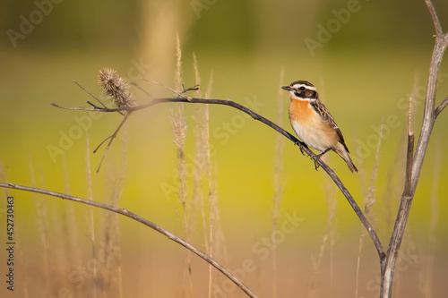 Whinchat (Saxicola rubetra), with beautiful yellow coloured background. Colorful song bird with orange feather sitting on the branch  in the steppe. Wildlife scene from nature, Czech Republic photo