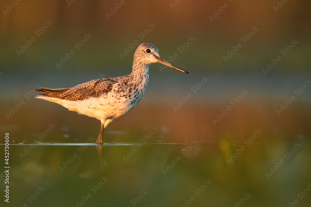 Common greenshank (Tringa nebularia), with beautiful orange background. Colourful shorebird with white and black feathers in the lake. Wildlife scene from nature, Hungary Common greenshank (Tringa nebularia), with beautiful orange background. Colourful shorebird with white and black feathers in the lake. Wildlife scene from nature, Hungary