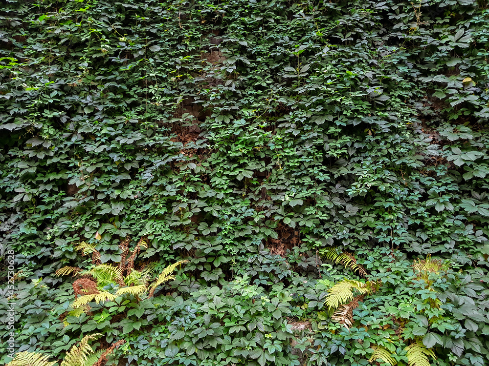 hedge on the facade of an old building, texture or background, vertical landscaping