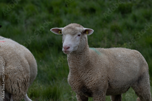 Mouton à l'affût © Lorenzo