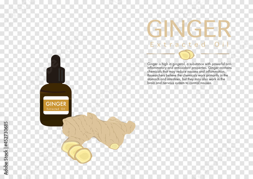 ginger herb for extracted oil in medical treatment vector isolated on transparency background ep02