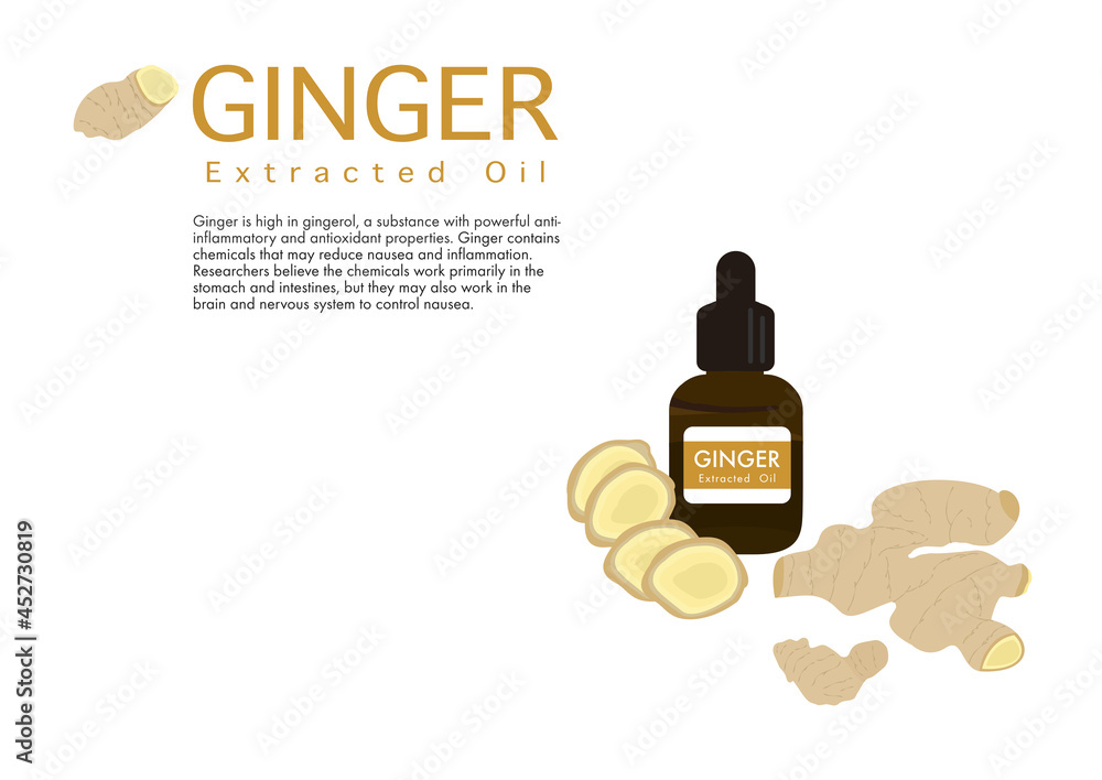 ginger herb for extracted oil in medical treatment vector isolated on white background ep04