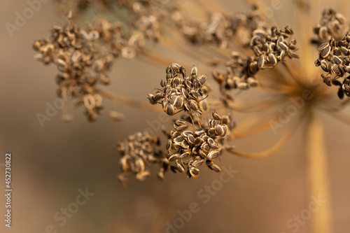 caraway in the garden photo