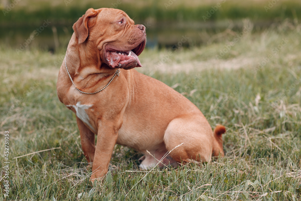 Portrait profile Dogue de Bordeaux. Dog mastiff pet
