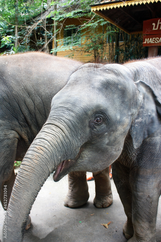 Fototapeta premium Picture with close up to face of old elephant
