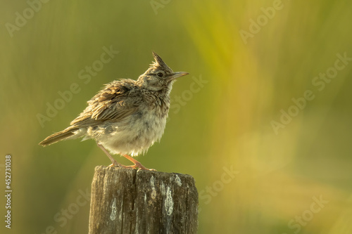 Crested lark (Galerida cristata), with a beautiful yellow coloured background. Colourful songbird with brown feathers sitting on the branch in the steppe. Wildlife scene from nature, Hungary