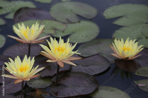 white water lily