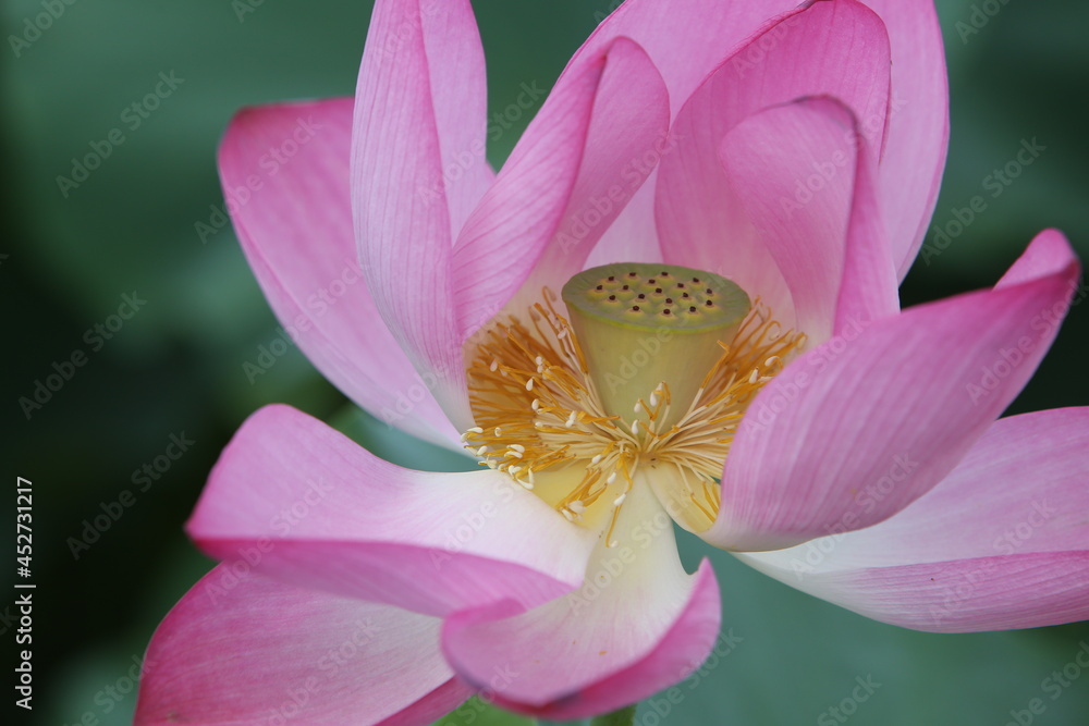 pink lotus flower pink lotus flower