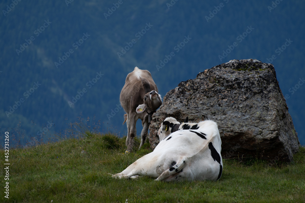 Naklejka premium Vache d'alpage 2