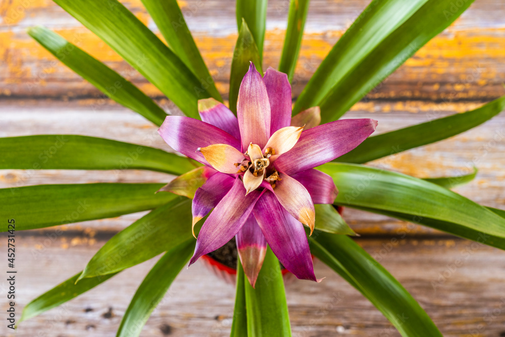 Fototapeta premium Top view image of pretty bromeliad with central red leaves