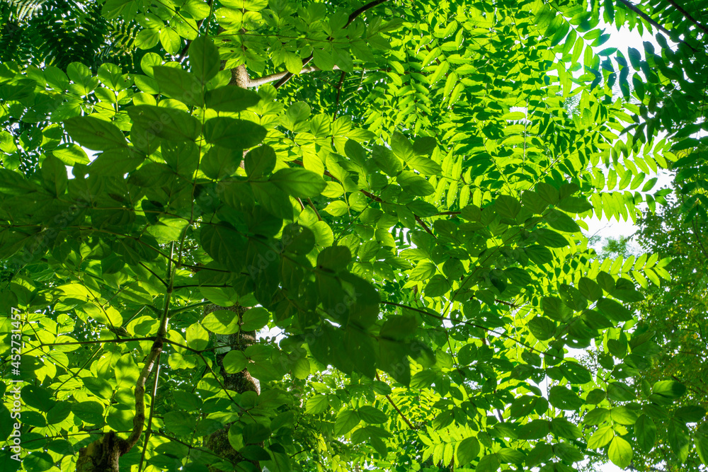 Foliage green tropical tree forest green leaf background Foliage green tropical tree forest green leaf background