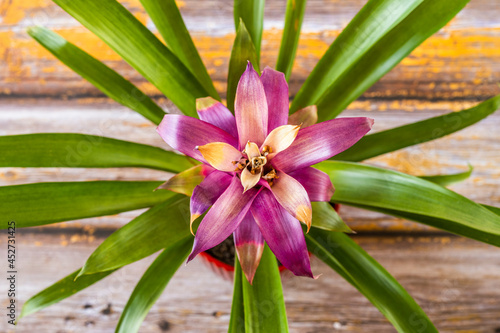 Top view image of pretty bromeliad with central red leaves