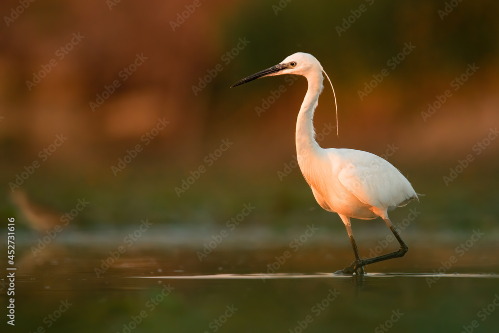 Naklejka premium Little egret (Egretta garzetta), with beautiful orange background. Colourful water bird with white feathers in the lake. Wildlife scene from nature, Hungary