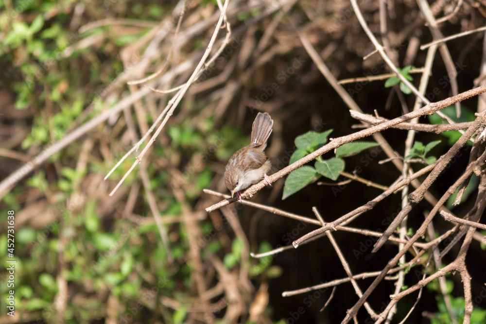 a beautiful Graceful prinia( graceful warbler ) perched on bush like a models . yemen a beautiful Graceful prinia( graceful warbler ) perched on bush like a models . yemen