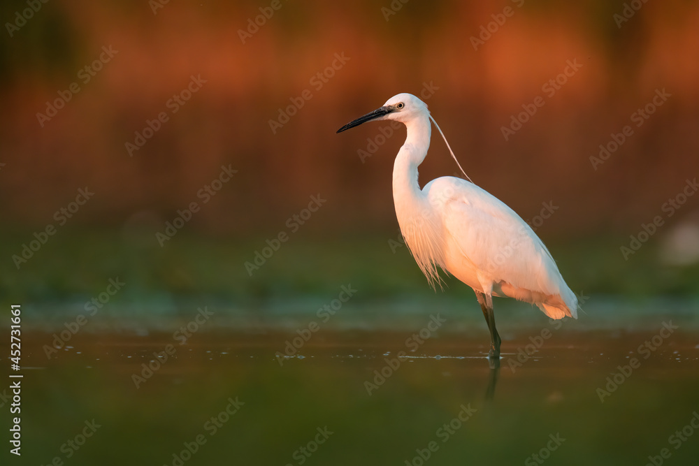 Naklejka premium Little egret (Egretta garzetta), with beautiful orange background. Colourful water bird with white feathers in the lake. Wildlife scene from nature, Hungary