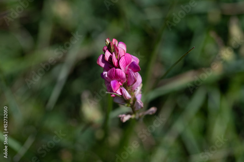 Fleurs