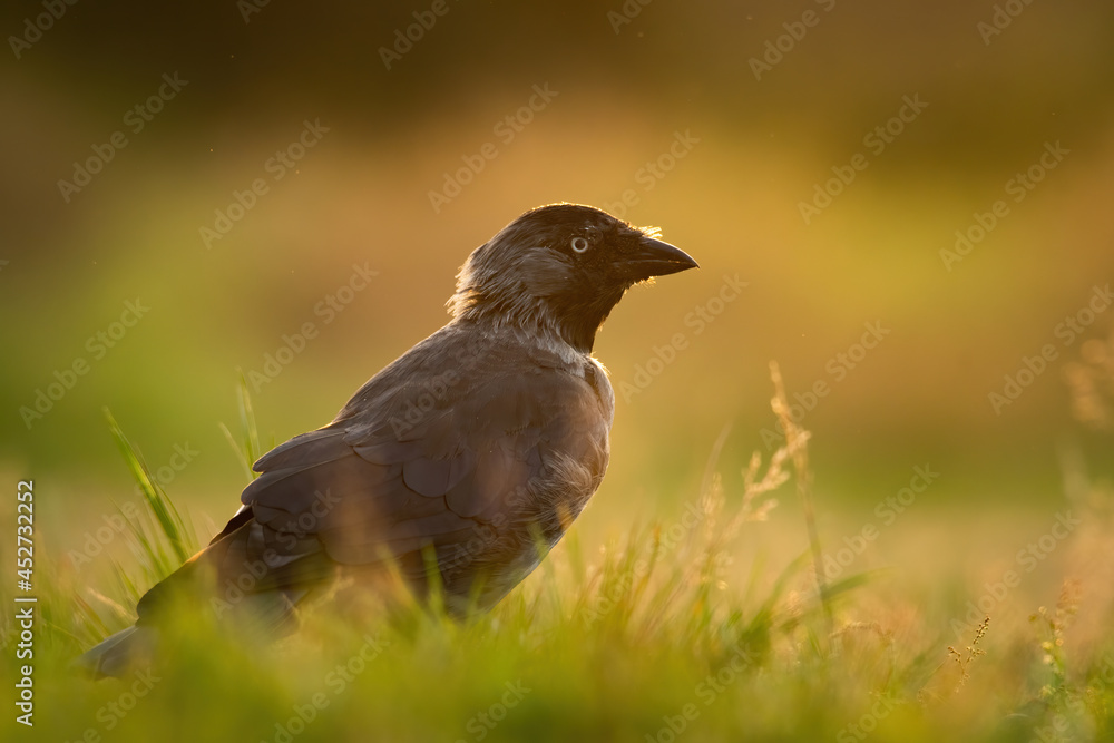 Obraz premium Western jackdaw (Coloeus monedula), with beautiful green coloured background. Colorful bird with grey feather sitting on the branch in the woods. Wildlife scene from nature, Czech Republic