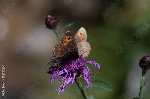 Papillon au repos