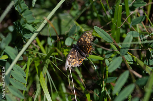 Papillon sur herbe