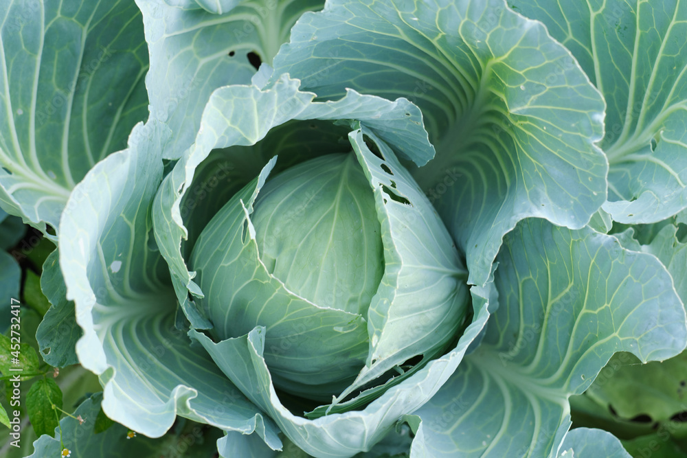 Obraz premium Cabbage head in green foliage in the garden, vegetables and agriculture.