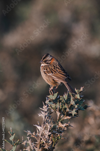 rufous-collared sparrow over Colletia paradoxa photo