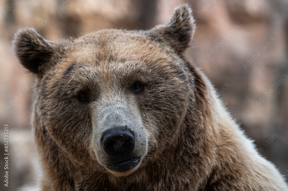 Portrait of a brown bear (Ursus arctos)