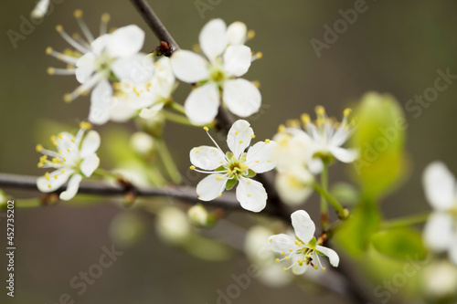 Defocused floral background with cherry blossoms on green leaves