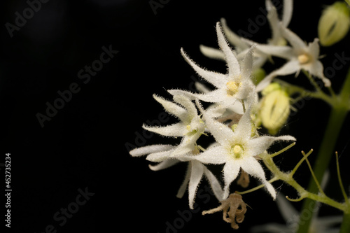 Small flowers of Echinocystis lobata (wild cucumber). Place for text