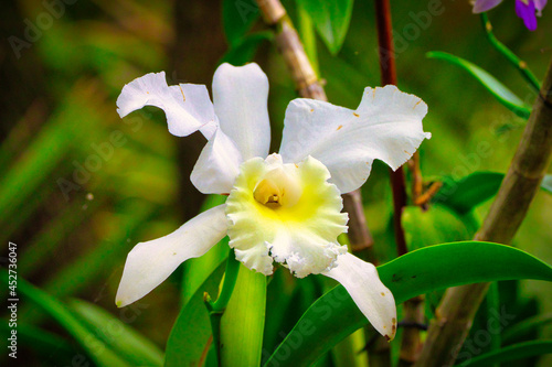 Orchid