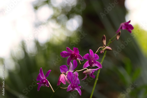 Orchid