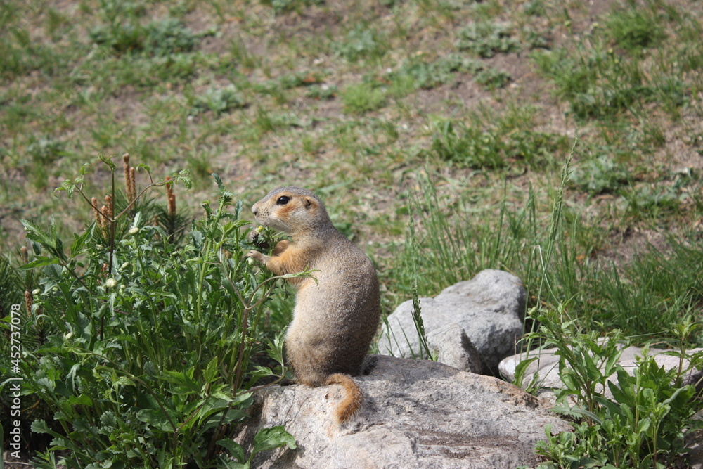 Fototapeta premium Gopher