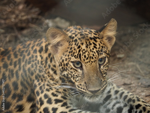 Leopard portrait. Jungle wildlife animals
