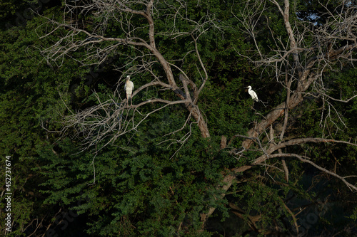 two egrets standing on a tree