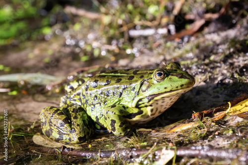 a large green frog