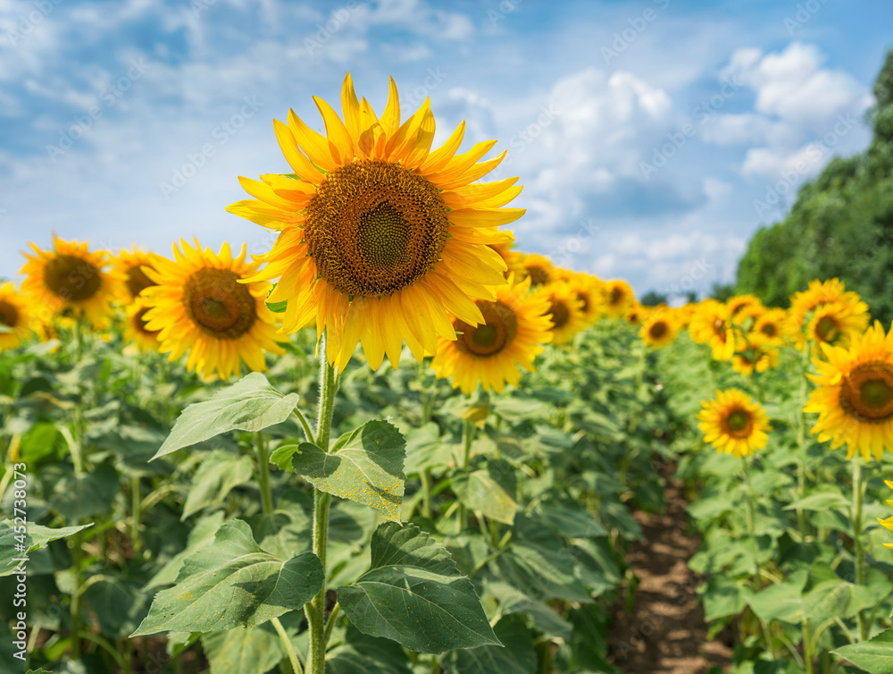 Sunflowers on a field under the blue sky