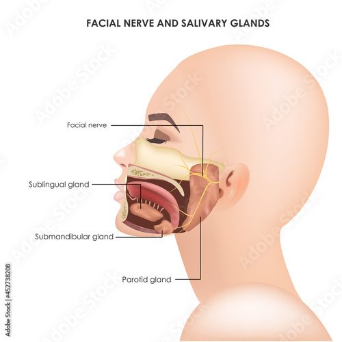 Parotid glands and facial trigeminal nerve. Realistic medical illustration.