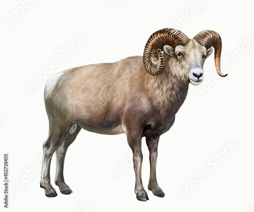 The bighorn sheep (Ovis canadensis) photo