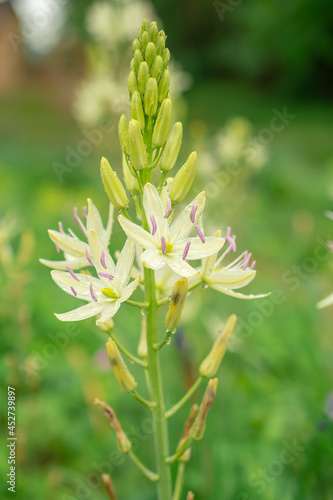 macro photography of a white flower in the park   Asphodel branched  Natural background. Flowers background. Beautiful neutral colors..