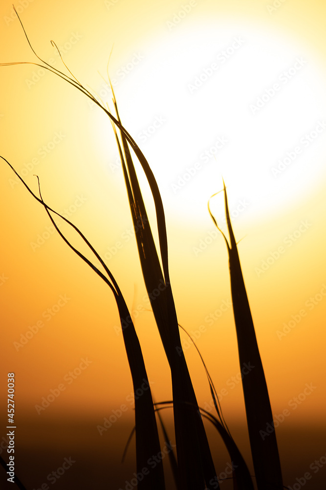 Obraz premium sunset in the leaves for wallpapers