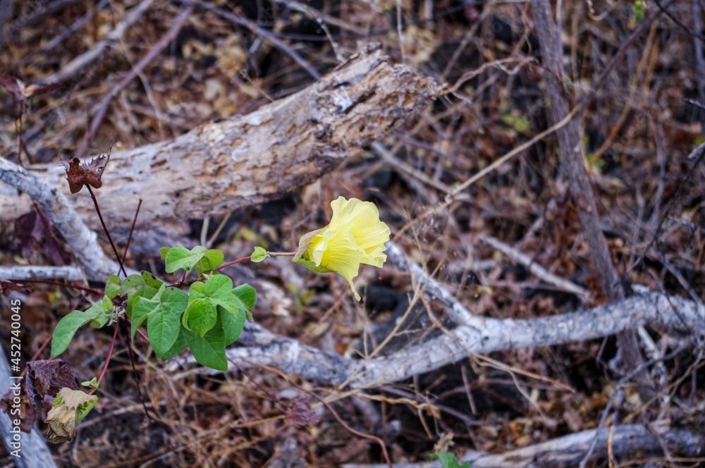 Fototapeta premium yellow flower on tree