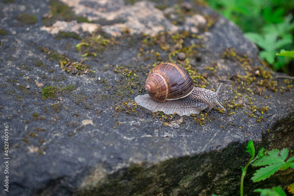 macro photography of snails after rain in summer macro photography of snails after rain in summer