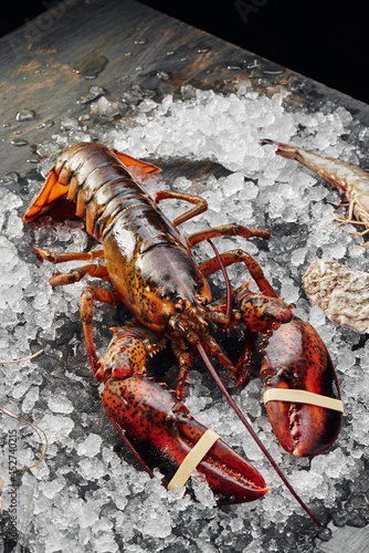 Fresh raw lobster on ice on dark textured background. Space for text. Top view. High quality photo