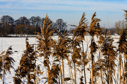 Grasses in winter