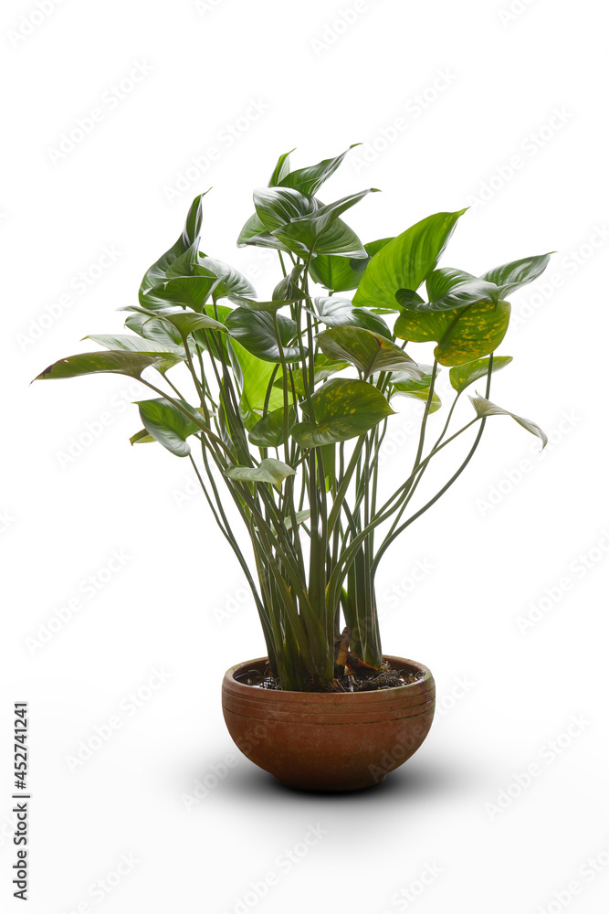 Fototapeta premium View of colocasia plant in clay brown pot on white back
