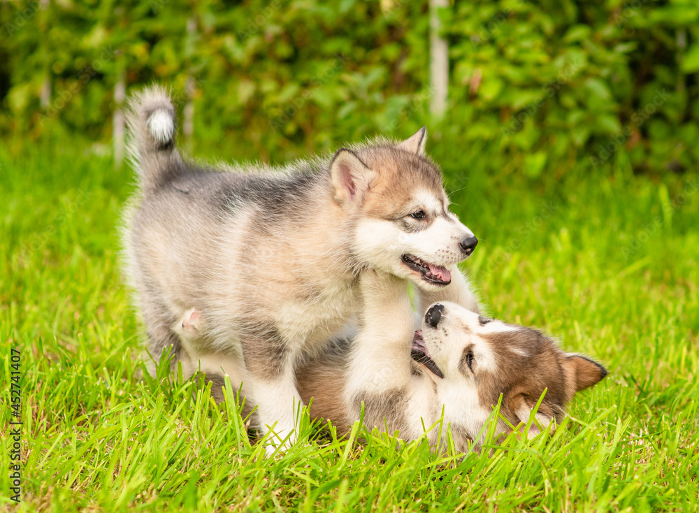 Two playful Alaskan Malamute puppies play on green summer grass