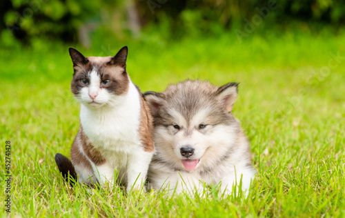 Alaskan malamute puppy and siamese kitten sit together on green summer grass