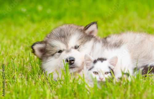 Playful Alalskan malamute puppy hugs tiny kitten on green summer grass