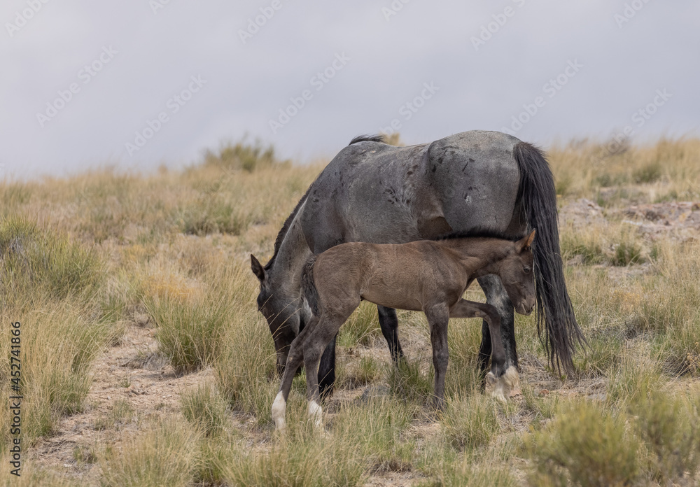 Wild Horse Mare and Foal in Spring in the Utah Desert Wild Horse Mare and Foal in Spring in the Utah Desert