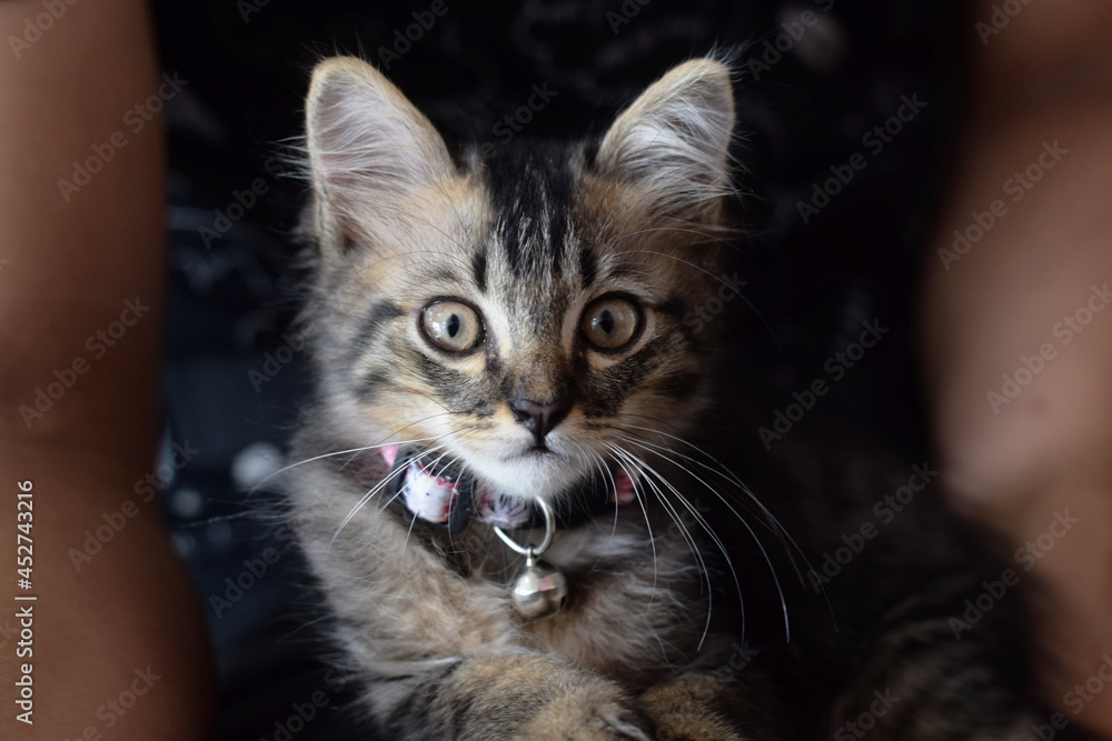 Fototapeta premium kitten sitting on lap